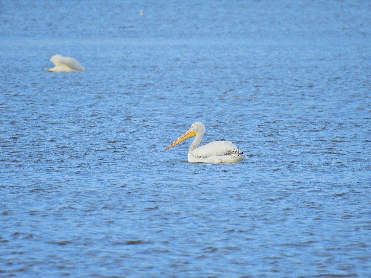 American White Pelican - ML149911681