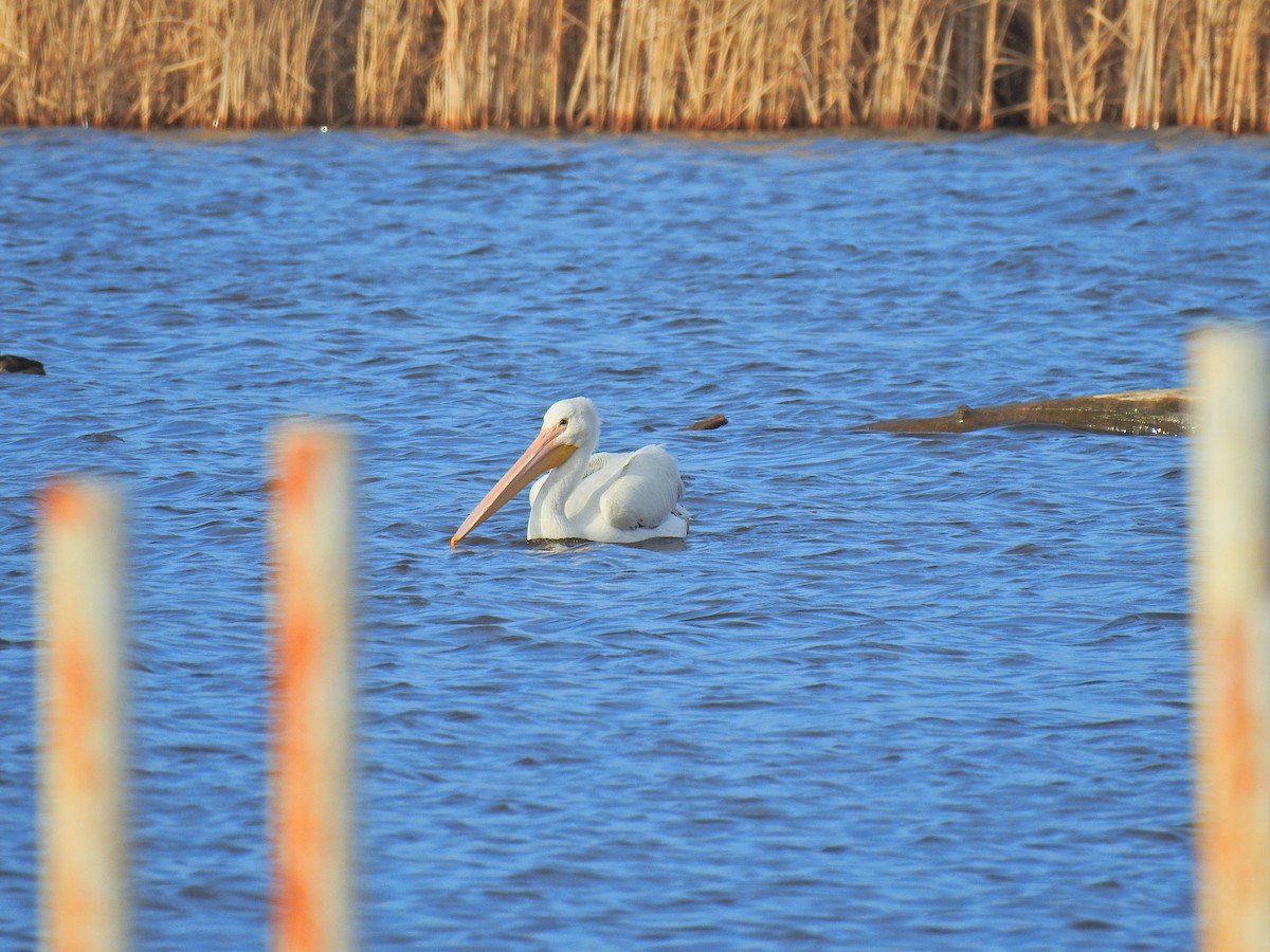 American White Pelican - ML149911701