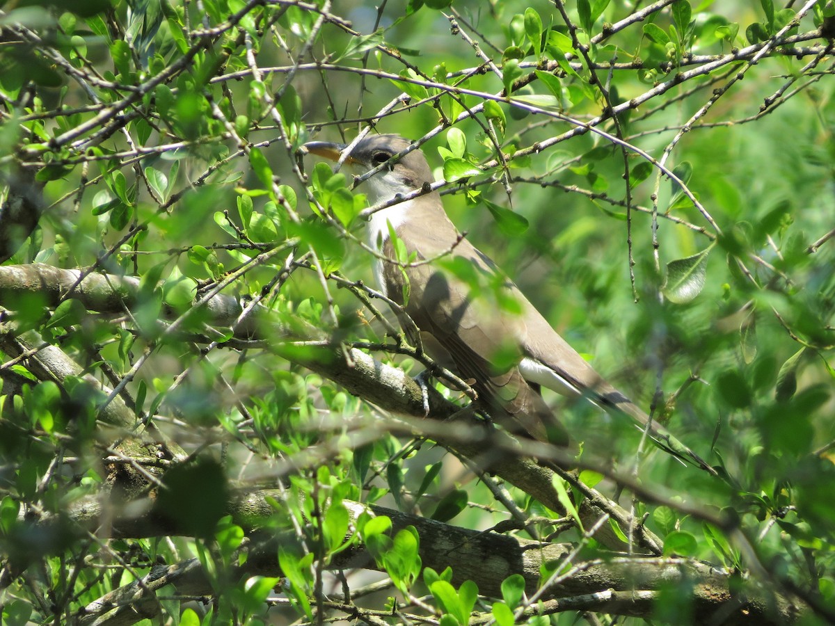 Yellow-billed Cuckoo - ML149911901