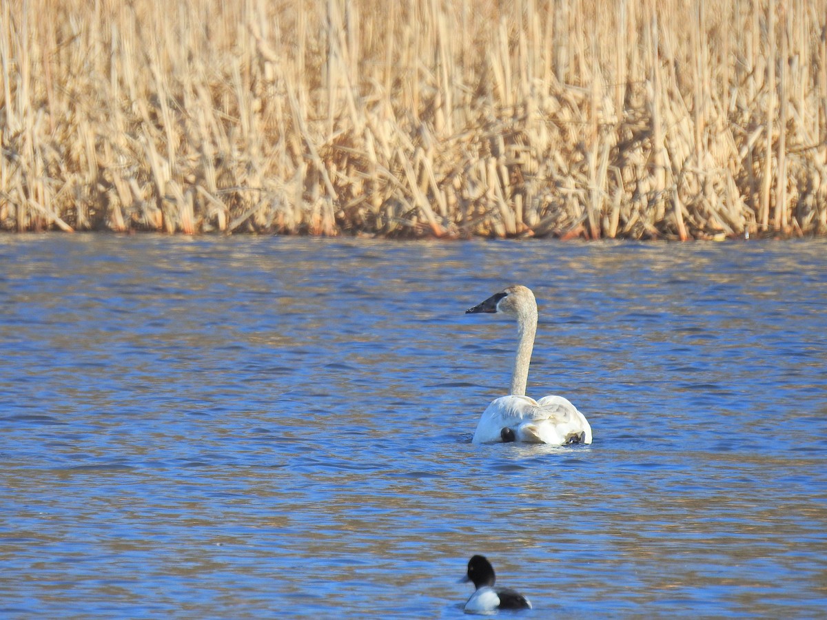 Trumpeter Swan - ML149911981