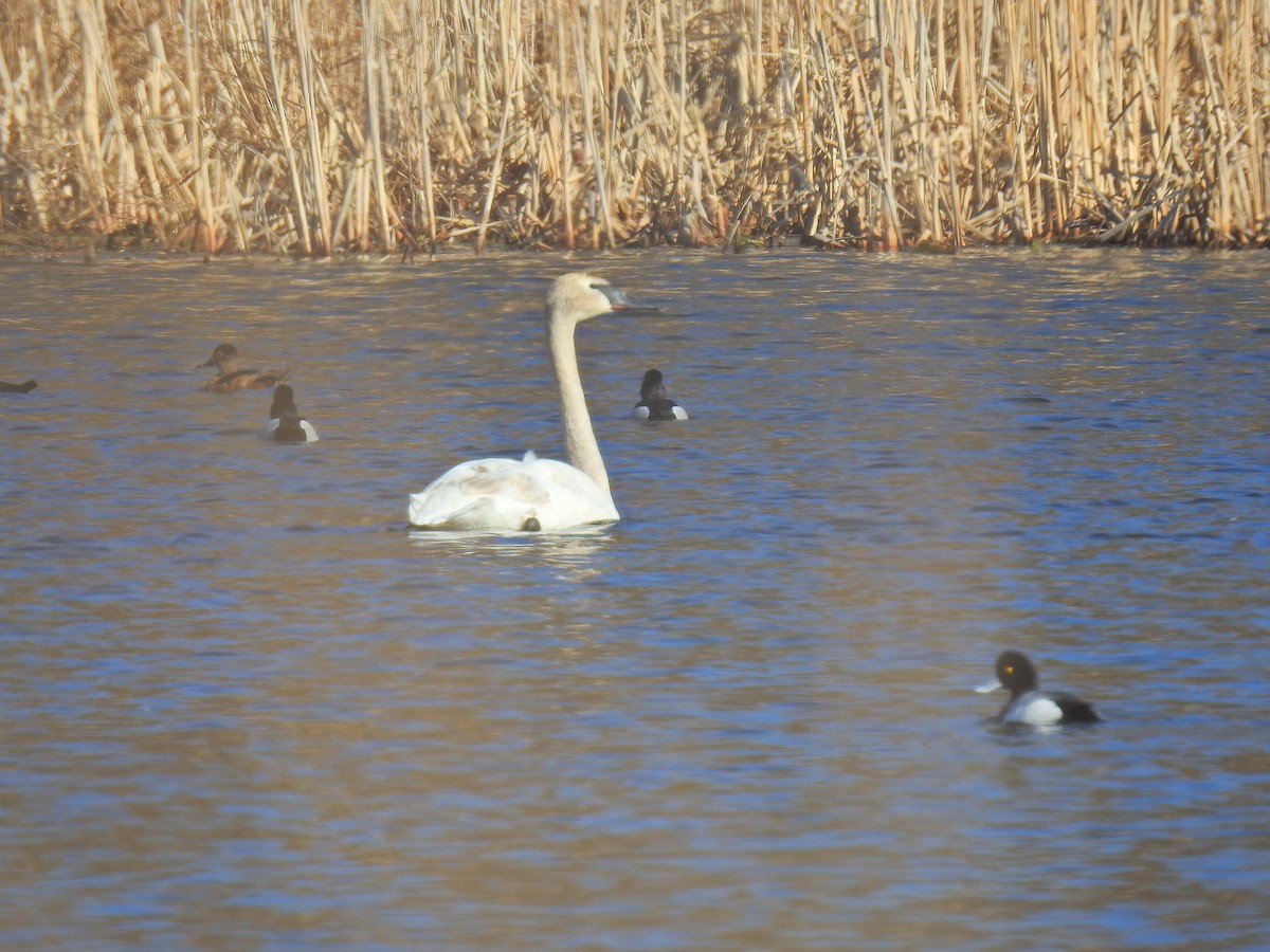 Trumpeter Swan - ML149912001