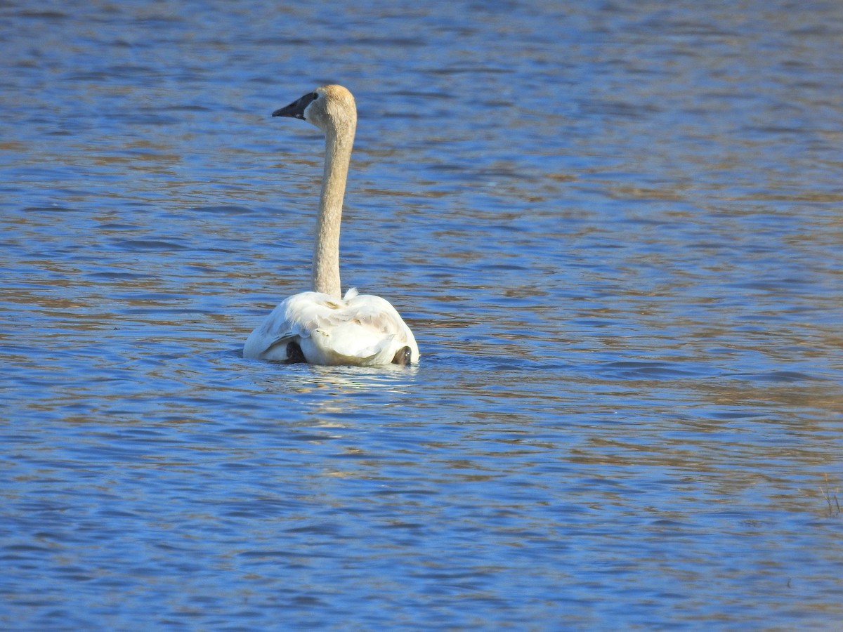 Trumpeter Swan - ML149912011