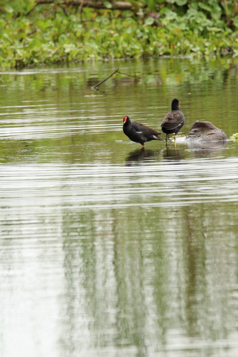 Gallinule d'Amérique - ML149912791