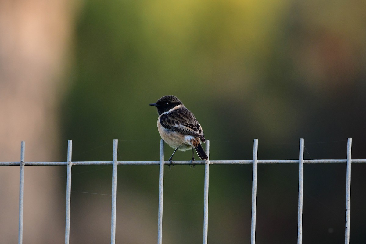 European Stonechat - ML149913861