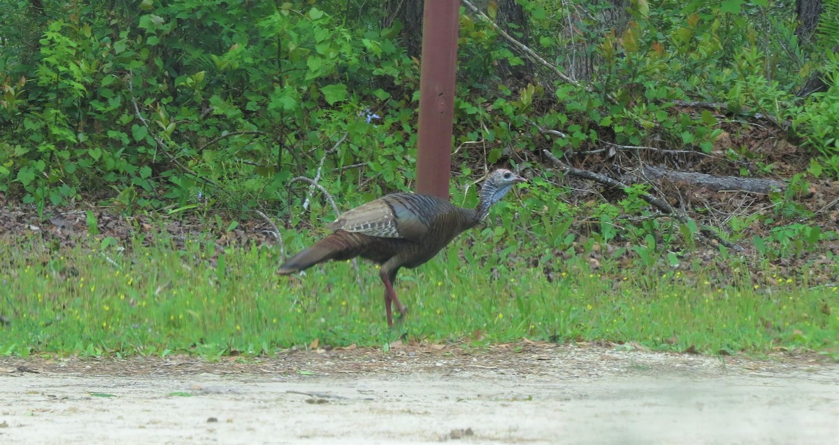 Wild Turkey - ML149916201