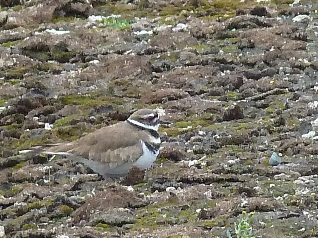 Killdeer - Elaine Koehler