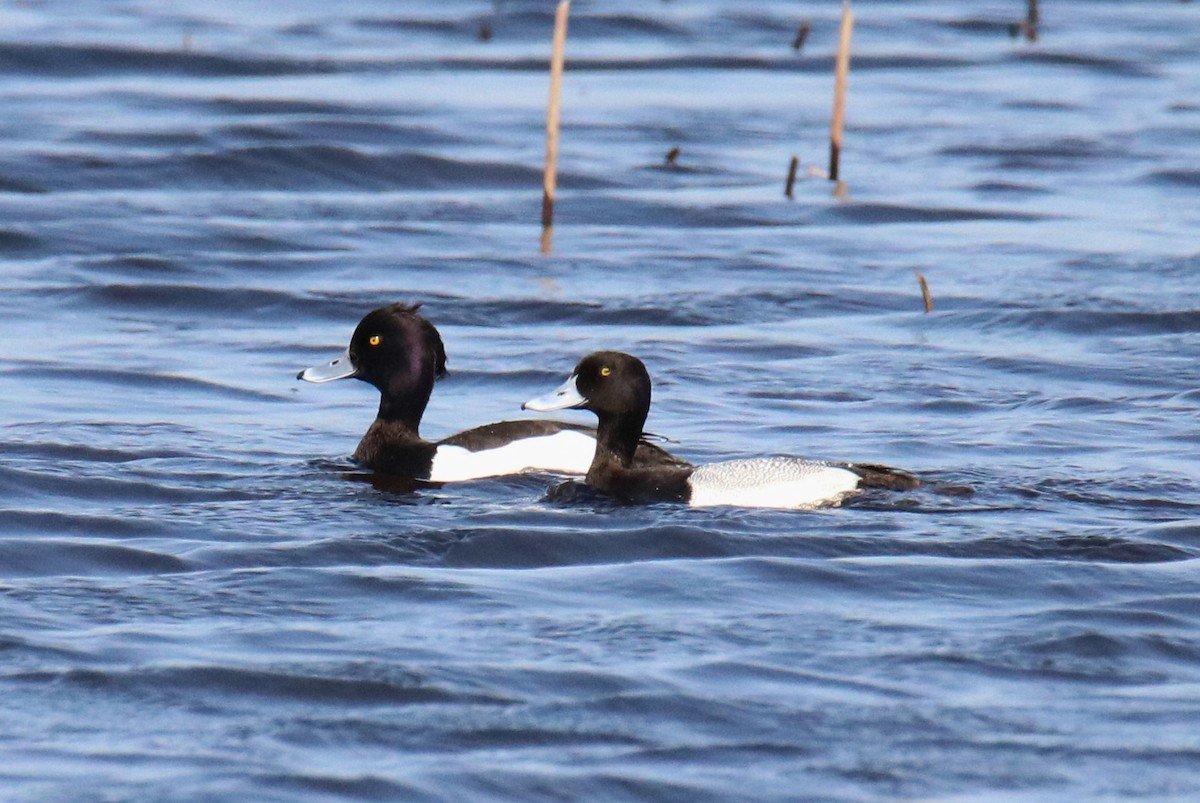 Tufted Duck - ML149917261
