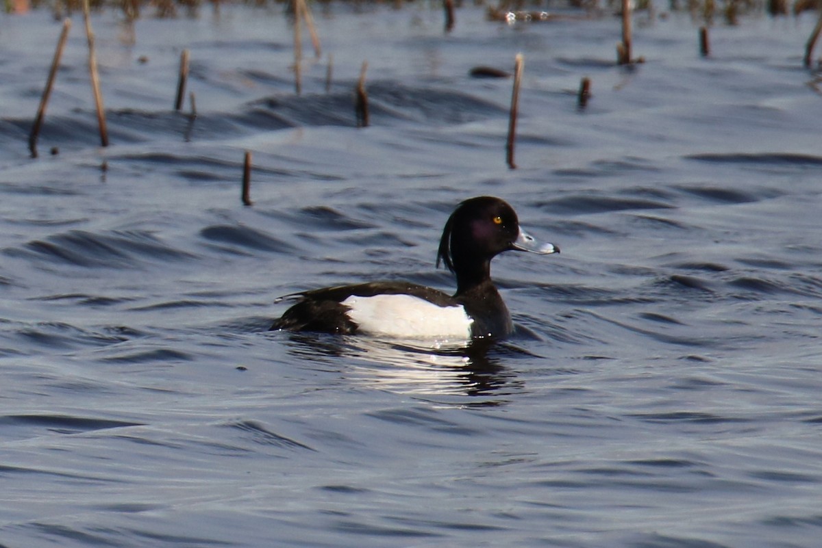 Tufted Duck - ML149917281