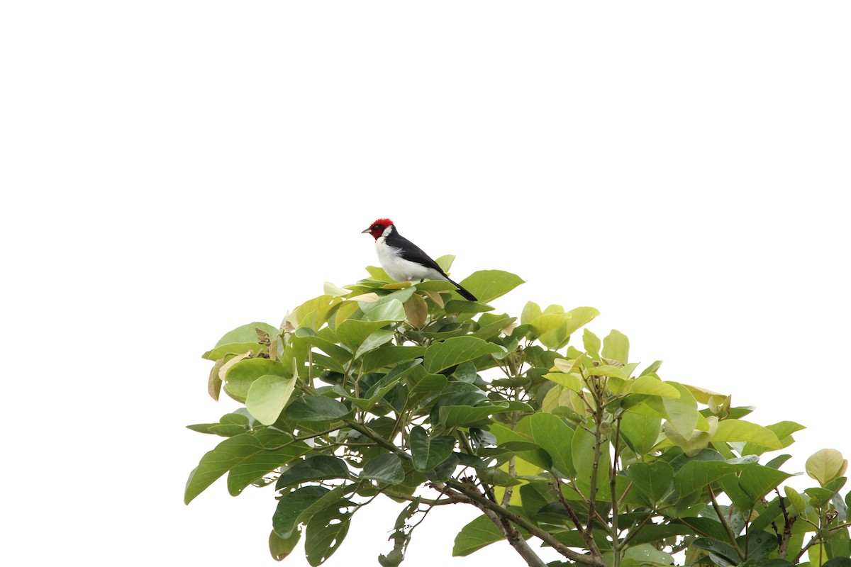 Masked Cardinal - ML149917461