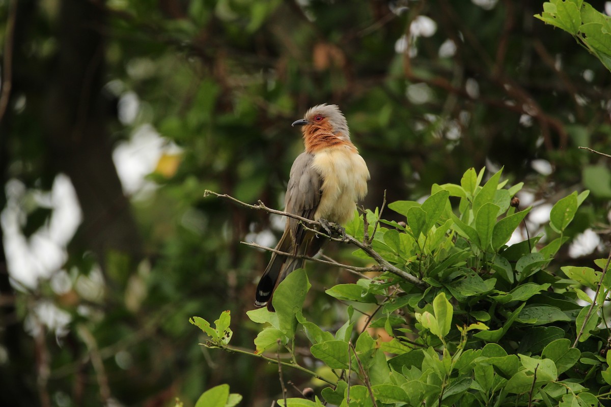 Dwarf Cuckoo - ML149918251