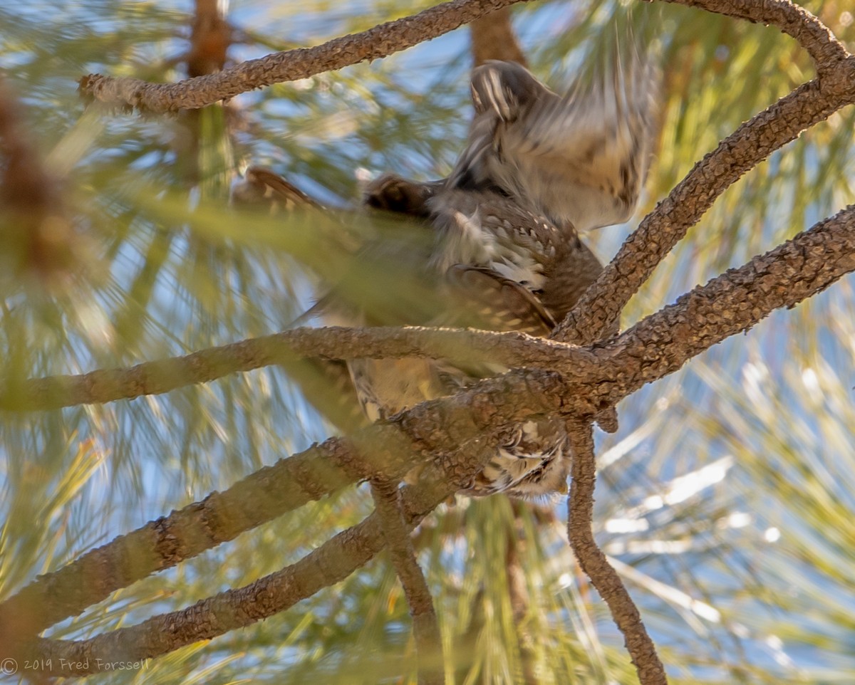 Northern Pygmy-Owl (Mountain) - ML149918301