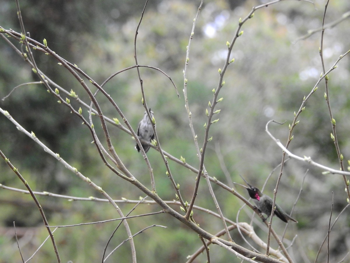 Anna's Hummingbird - Myrto Ashe