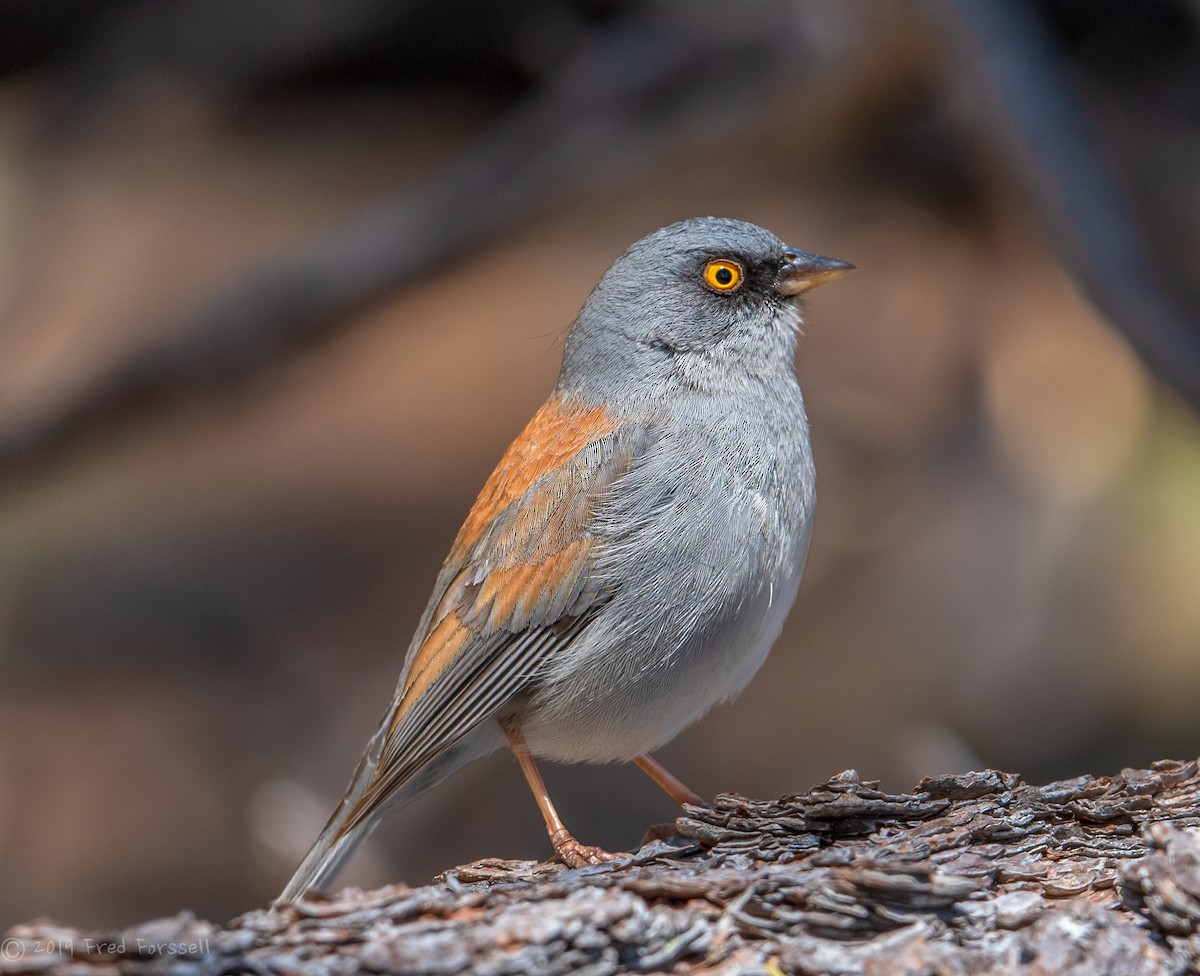 Yellow-eyed Junco - ML149918511