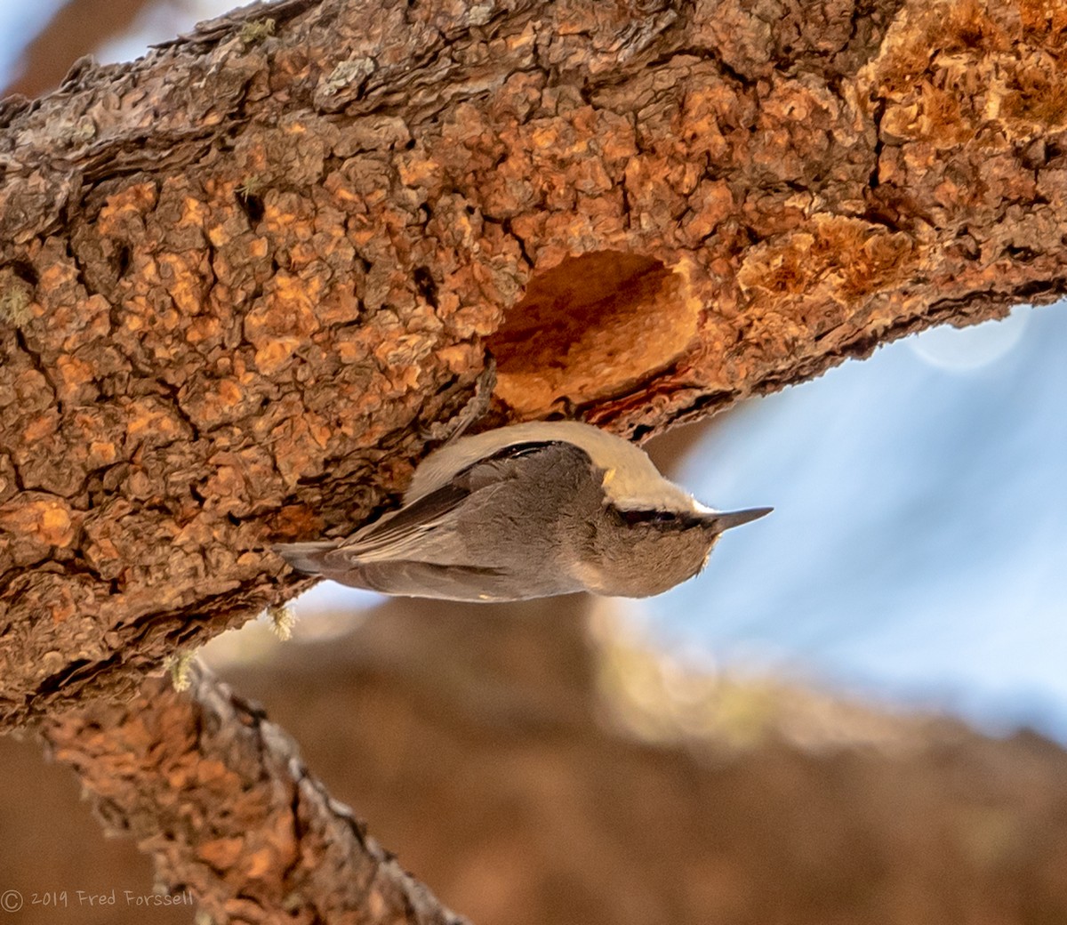 Pygmy Nuthatch - ML149918521