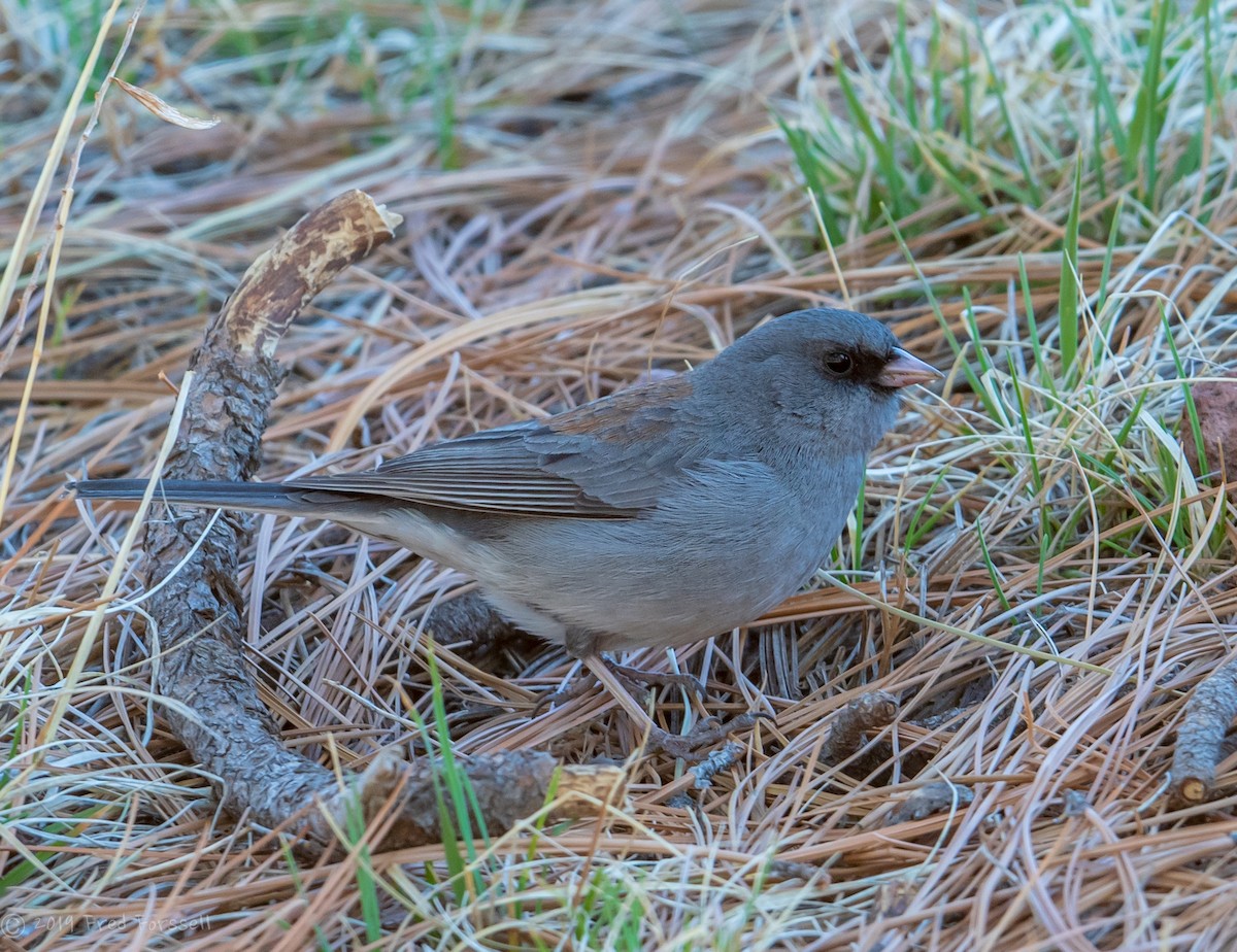 Junco Ojioscuro (caniceps) - ML149918811