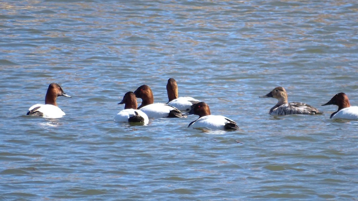 Canvasback - ML149919531