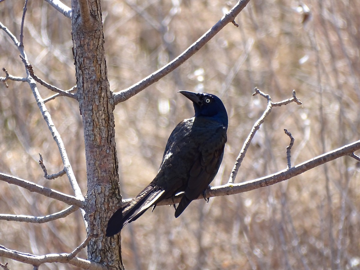 Common Grackle - ML149919581