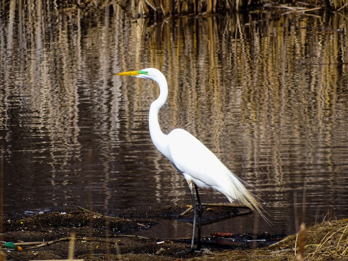 Great Egret - ML149919721