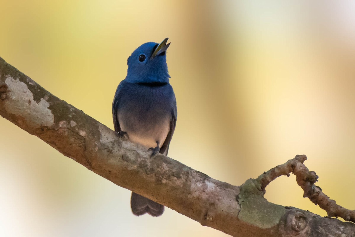 Black-naped Monarch - Madhu Arouza Pai