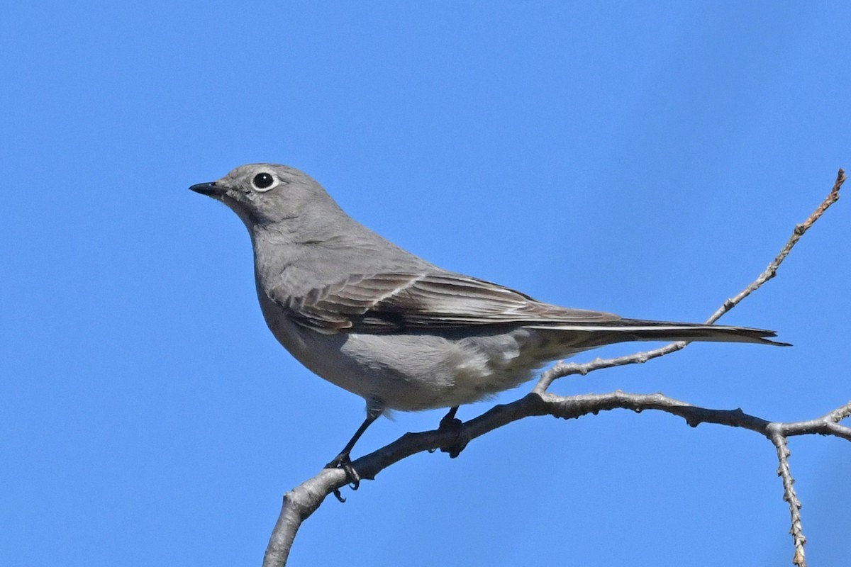 Townsend's Solitaire - ML149920011