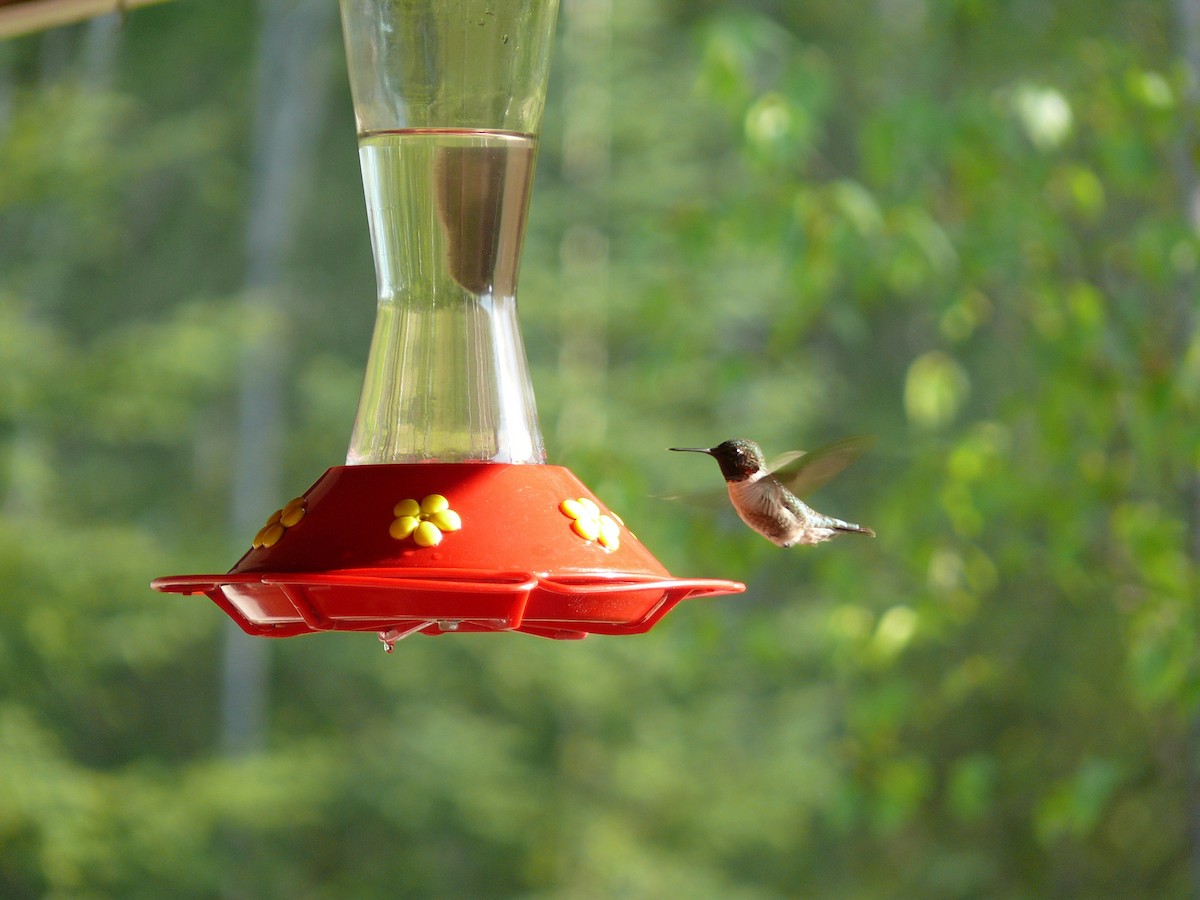 Ruby-throated Hummingbird - ML149921361