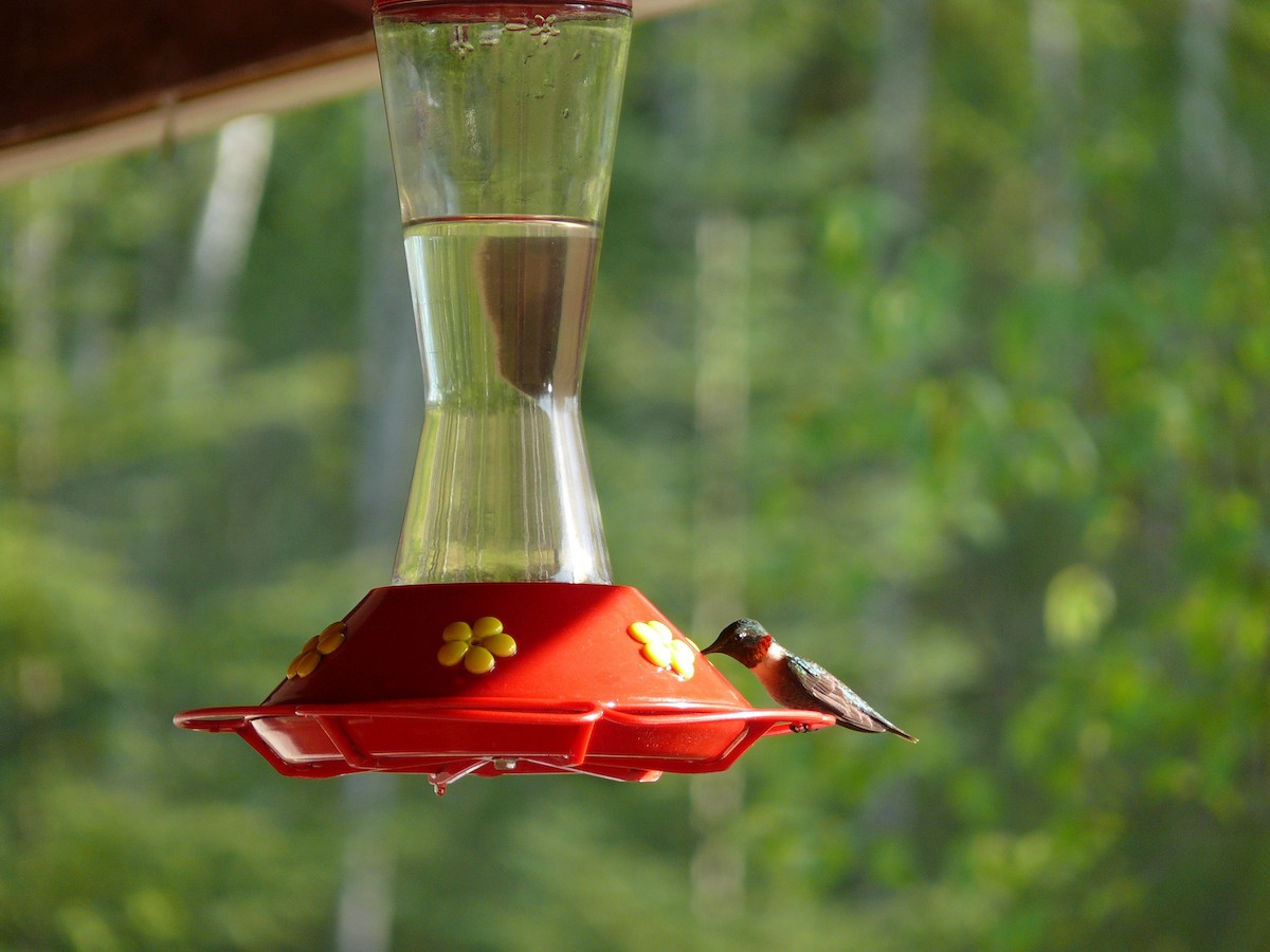 Ruby-throated Hummingbird - ML149921431