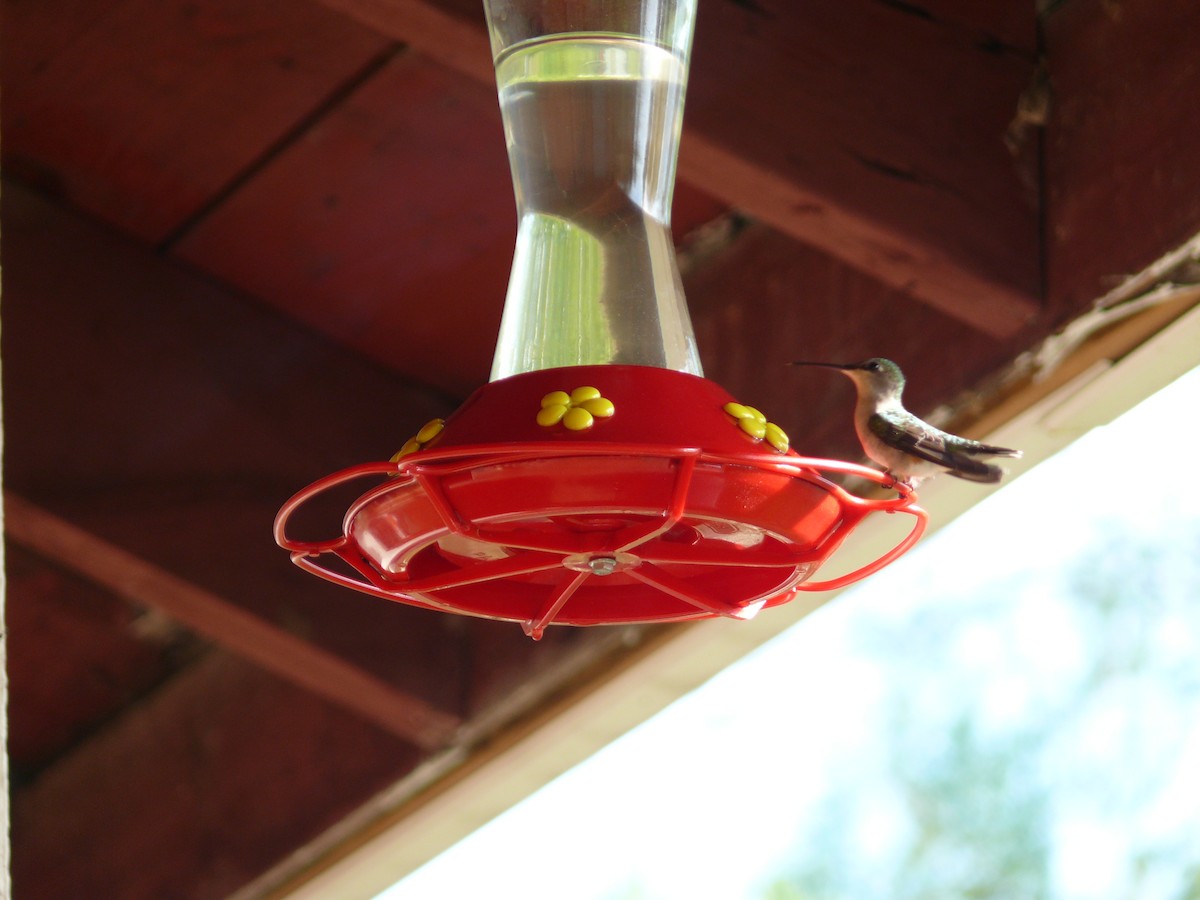 Ruby-throated Hummingbird - ML149921441