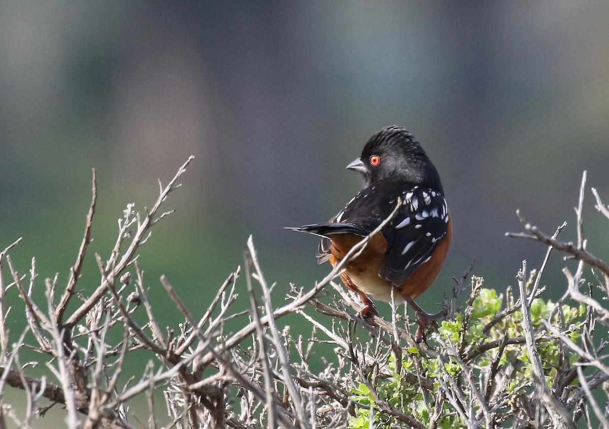 Spotted Towhee - Jonah  Benningfield