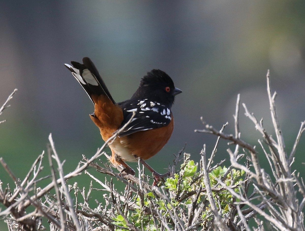 Spotted Towhee - Jonah  Benningfield