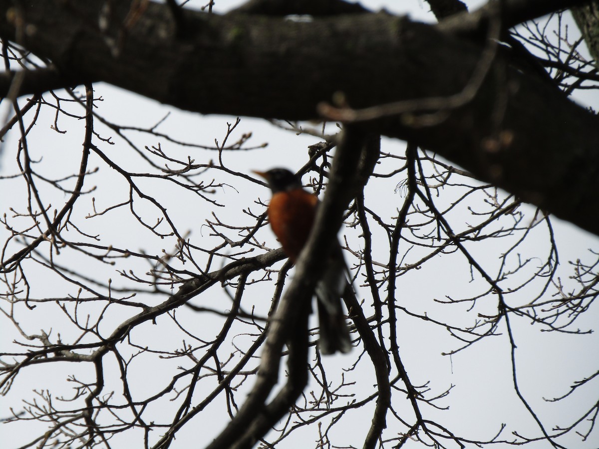 American Robin - ML149923271