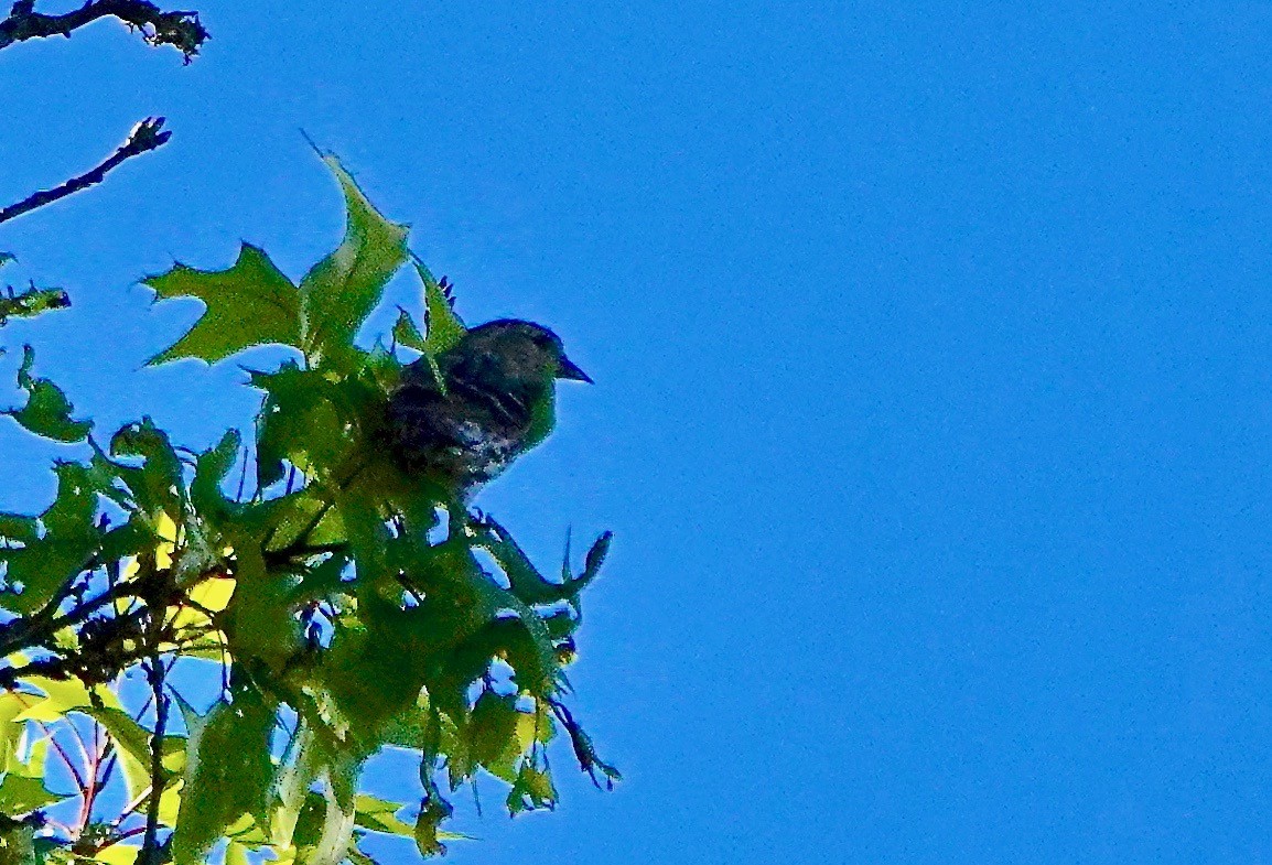 Pine Siskin - ML149923541