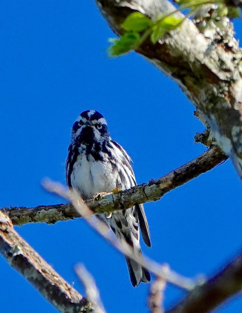 Black-and-white Warbler - ML149923661