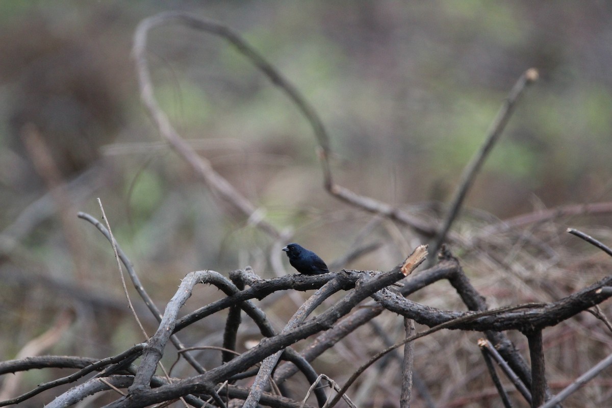 Jacarini noir - ML149923781