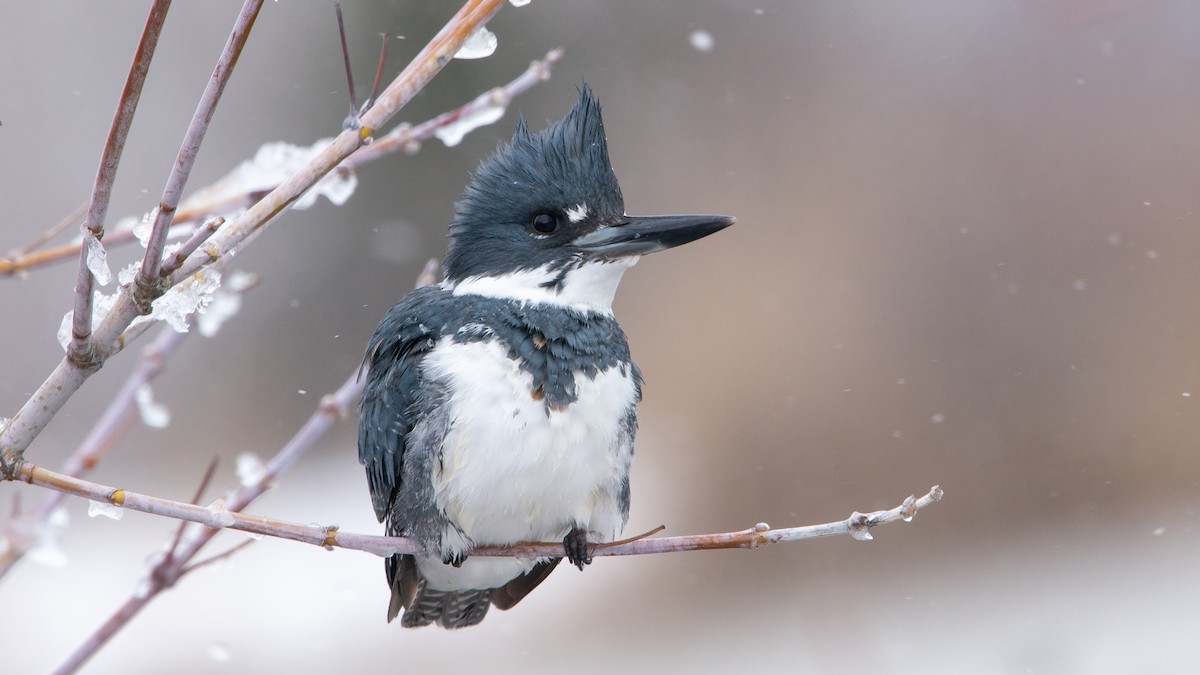 Belted Kingfisher - Michael Nelson