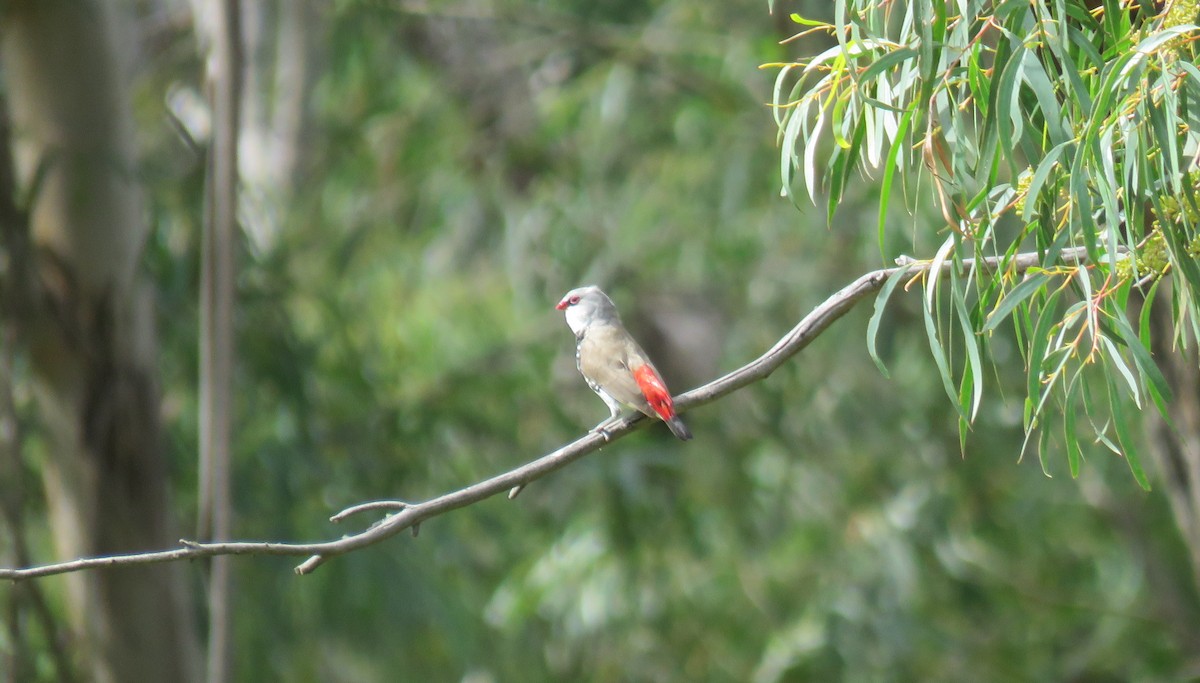 Diamond Firetail - ML149924501