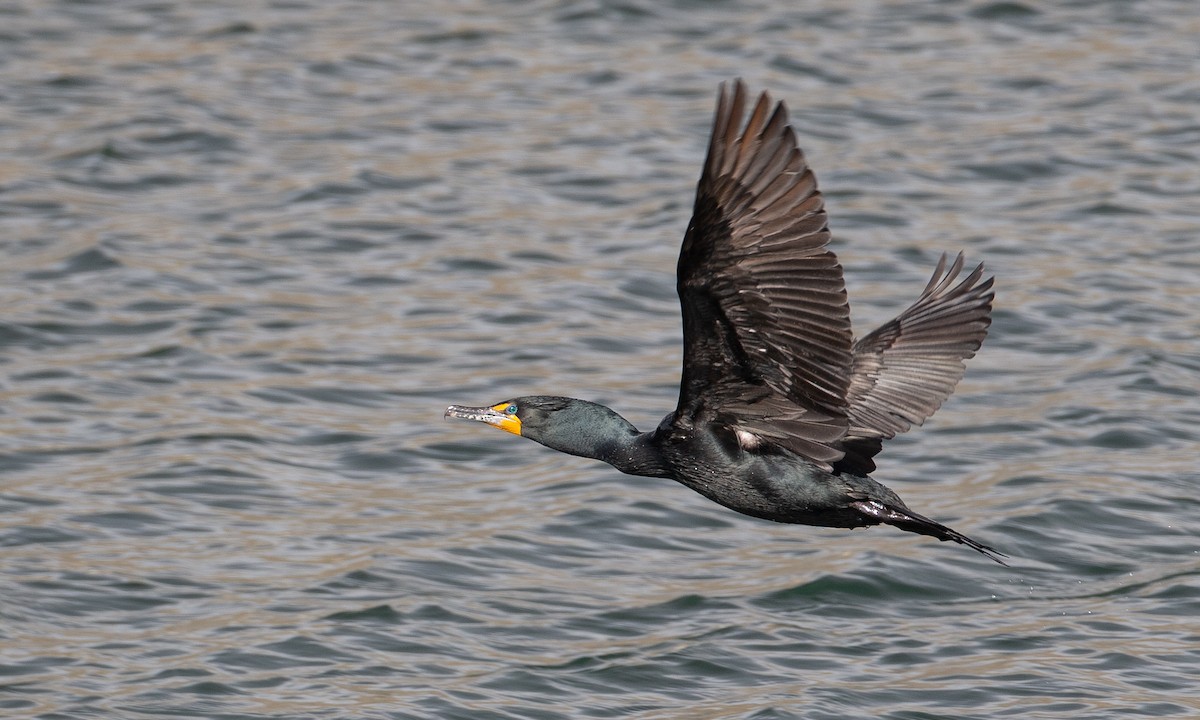 Double-crested Cormorant - ML149924771