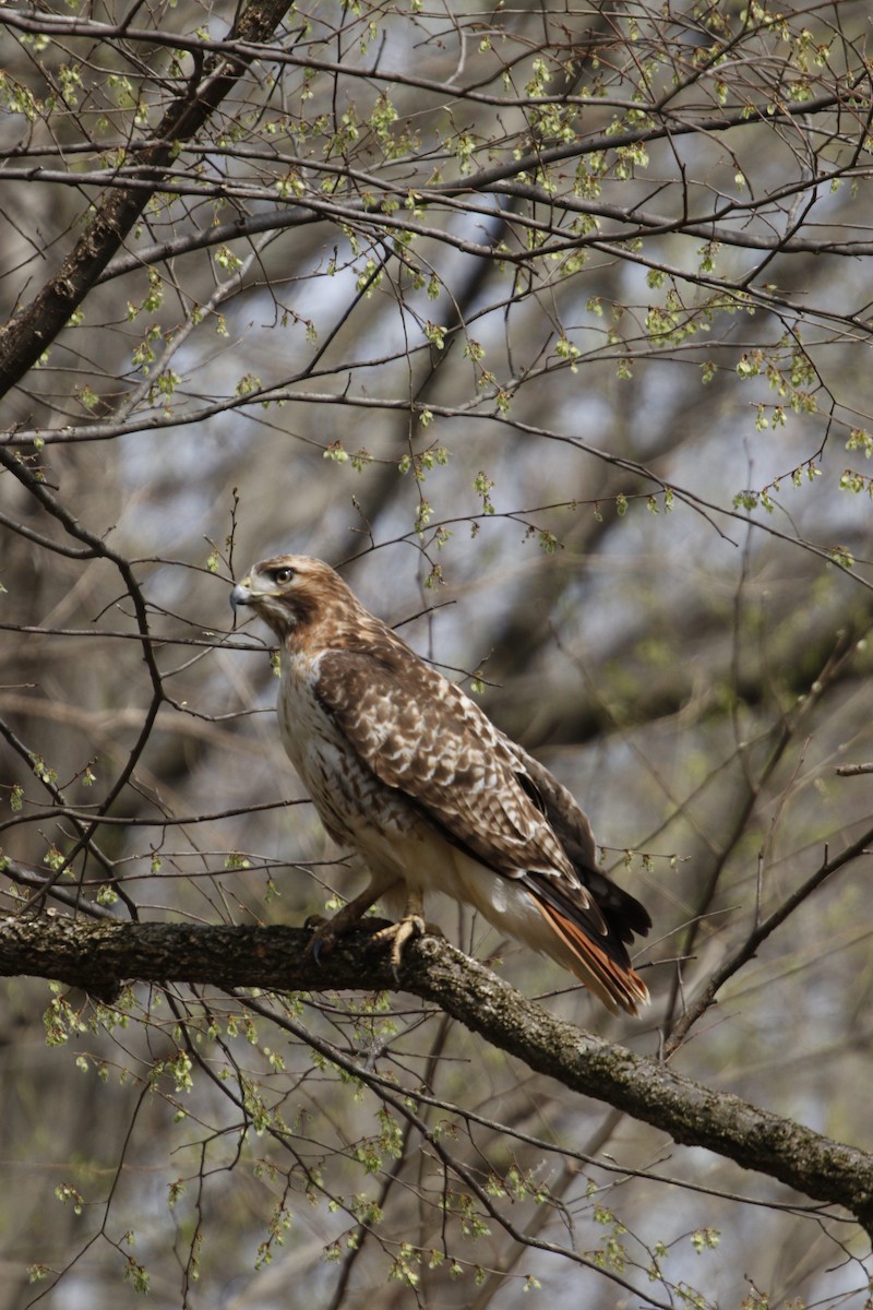 Red-tailed Hawk - ML149924821