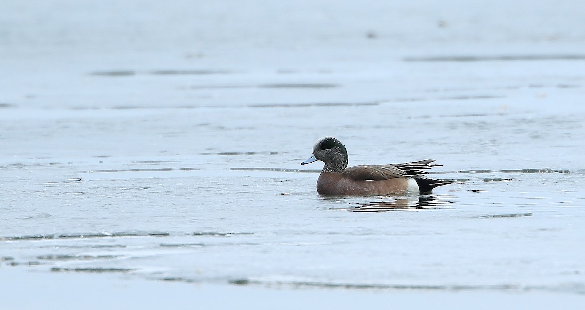 American Wigeon - Serge Rivard