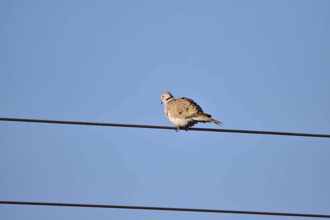 Eurasian Collared-Dove - Connor Cochrane