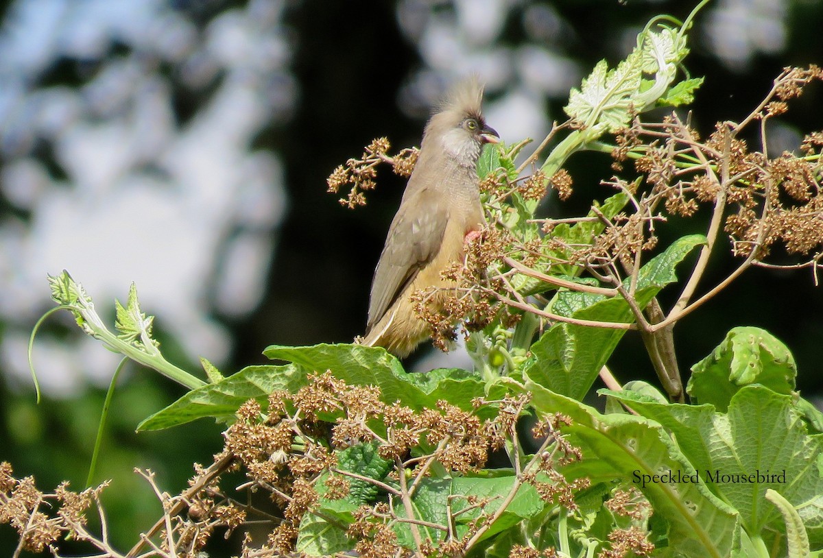 Speckled Mousebird - ML149928171