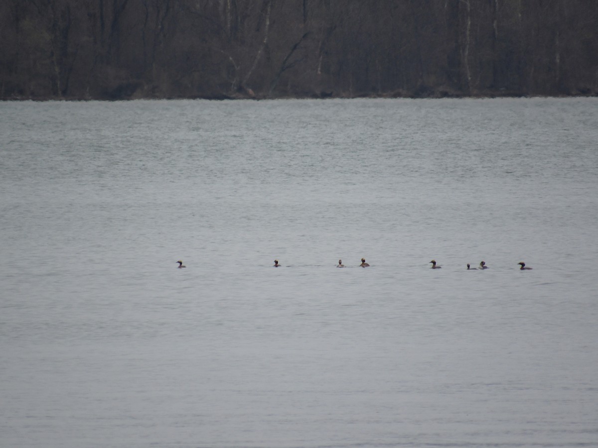 Horned Grebe - ML149929171