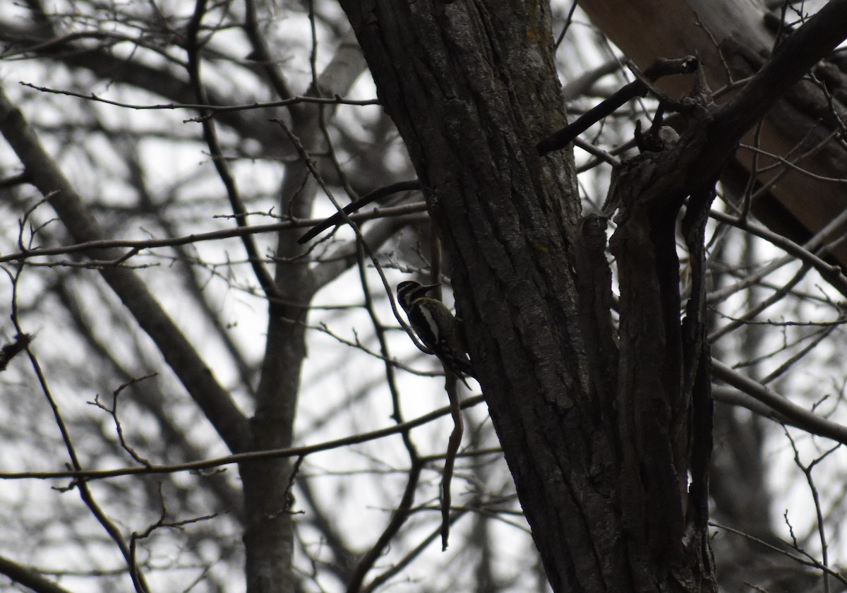 Yellow-bellied Sapsucker - ML149931061