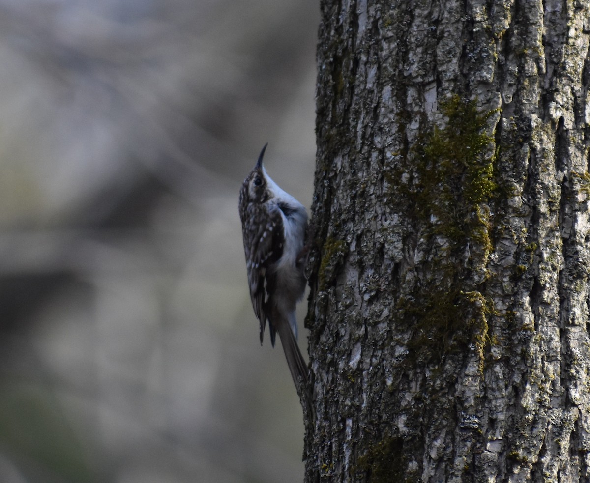 Brown Creeper - ML149931181