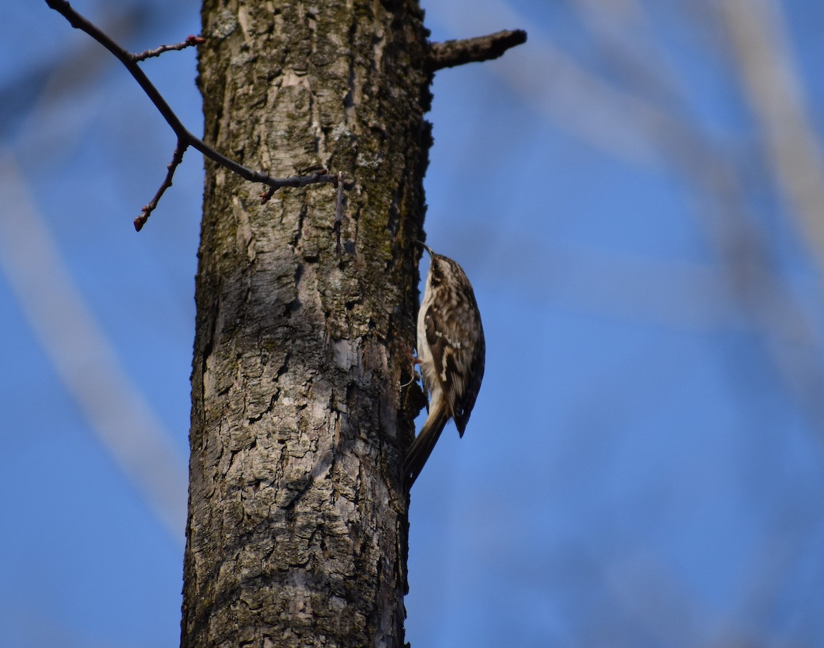 Brown Creeper - ML149931191