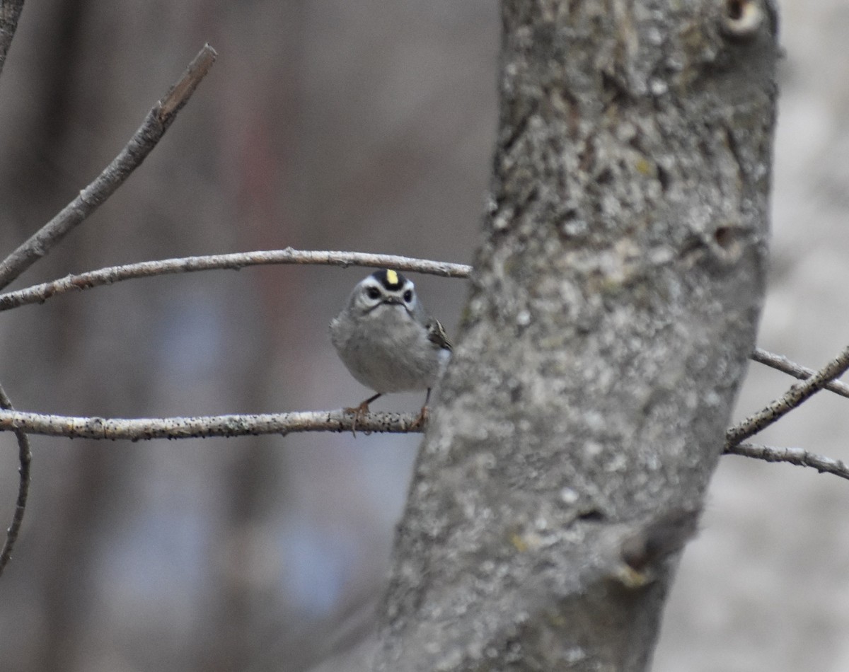Golden-crowned Kinglet - ML149931321