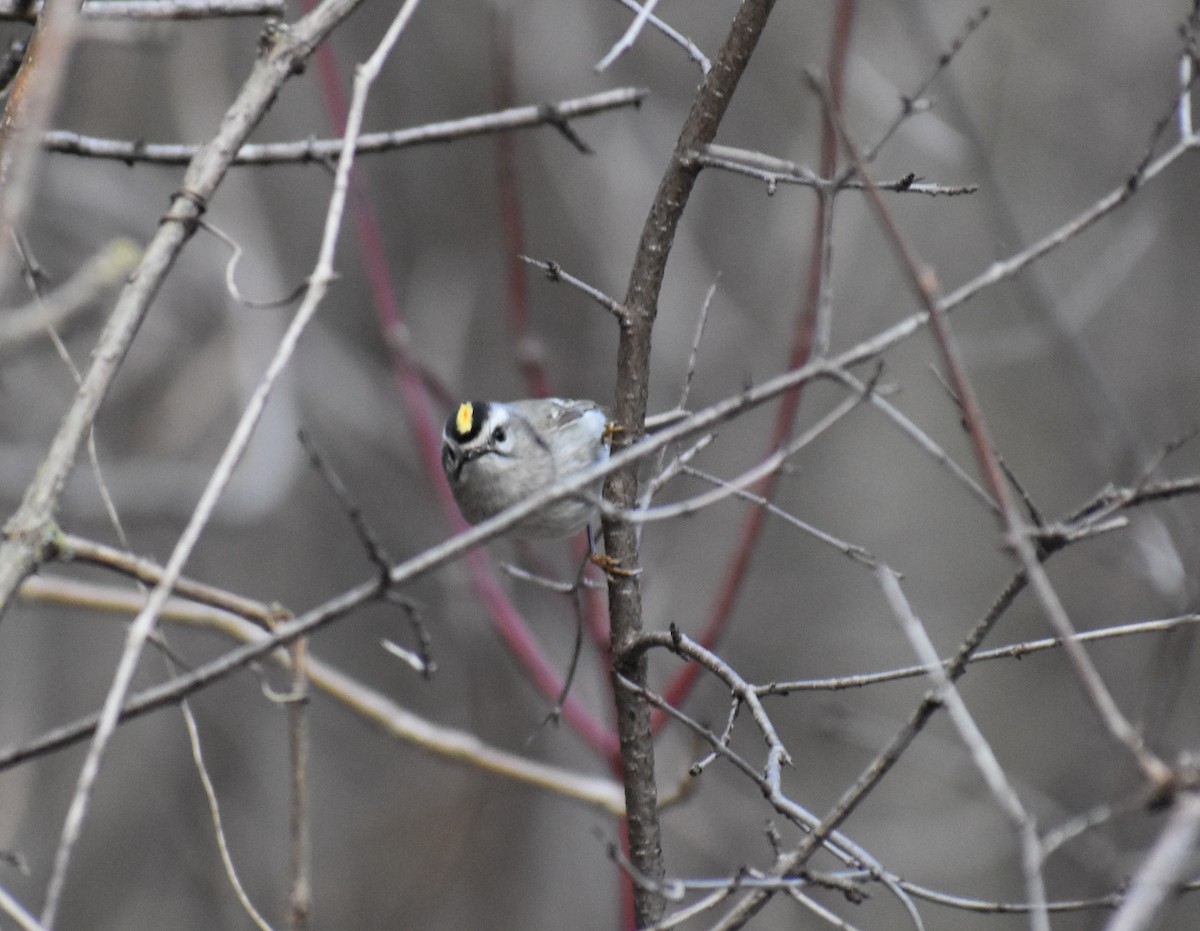 Golden-crowned Kinglet - ML149931331