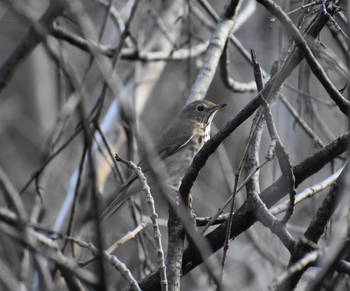 Hermit Thrush - ML149931391