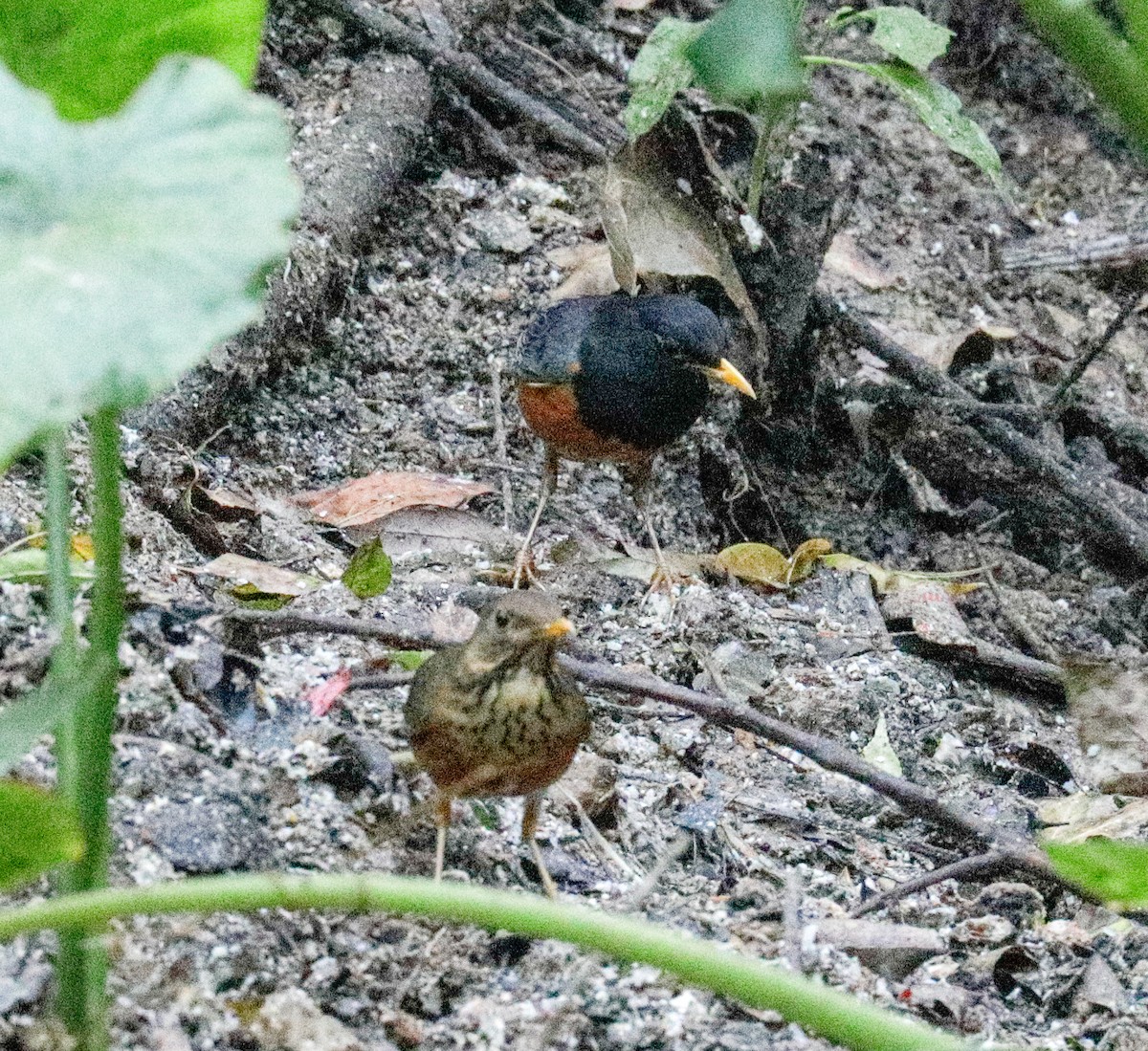 Black-breasted Thrush - ML149931691