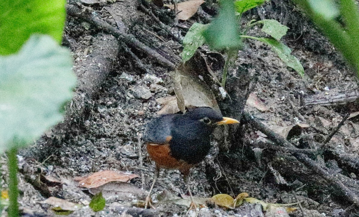 Black-breasted Thrush - ML149931791