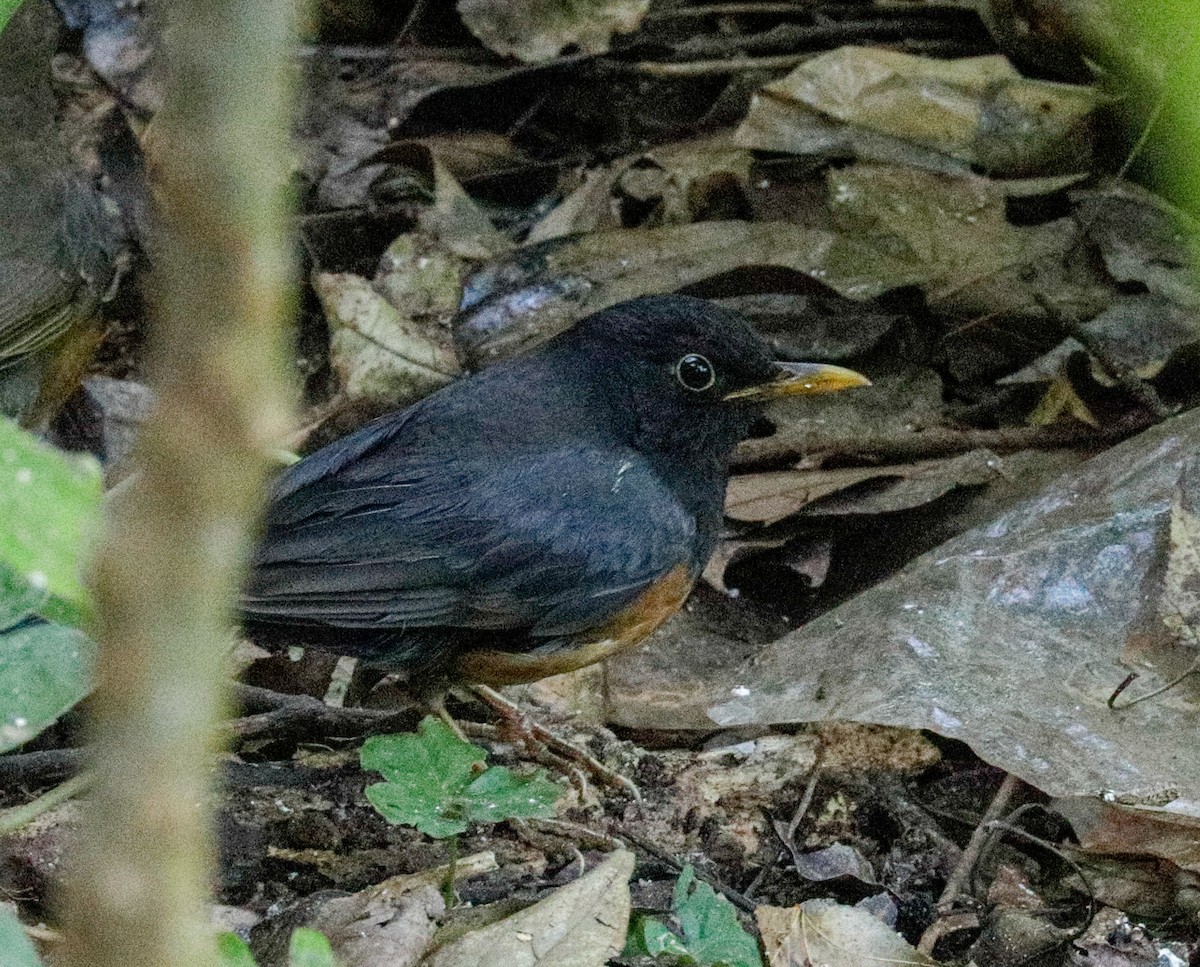 Black-breasted Thrush - ML149931981